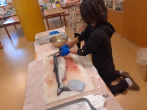 魚の解体ショーを開催しました